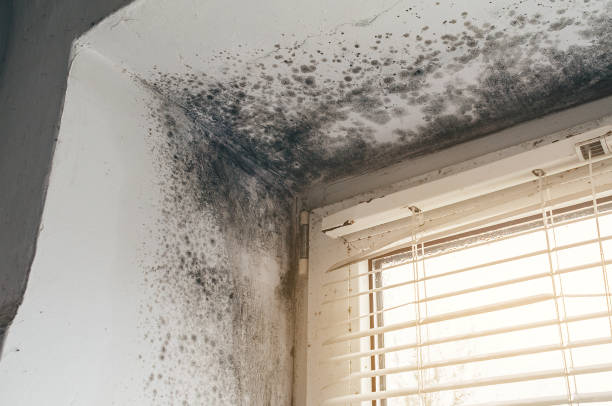 Affordable Mold Remediation solutions in Presidential Lakes Estates, NJ